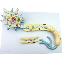 BJQZX Orgelmodell Abnehmbares, 2-teiliges, vergrößertes Modell der Nervenfaserstruktur, professionelles Anatomiemodell, Organmodell für medizinische Demonstrationszwecke