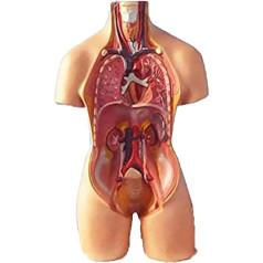 LCKDY Orgelmodell Lehrmodell des menschlichen Torsos, abnehmbare Teile des menschlichen Muskelorgan-Anatomiemodells für Medizinstudenten zum Erlernen der pädagogischen Darstellung Anatomiemodell