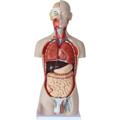 LCKDY Orgelmodell Menschliches Torsomodell, medizinisches Anatomiemodell, abnehmbare menschliche Organe für Medizinstudenten zum Erlernen der pädagogischen Darstellung Anatomiemodell