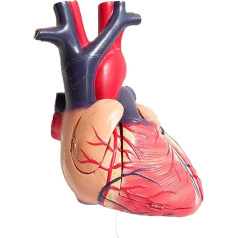 BJQZX Orgelmodell Menschliches Herzmodell, viszerales Anatomiemodell, PVC-Material, für naturwissenschaftliches Klassenzimmer, Studium, Anzeige, Unterricht, medizinisches Modell