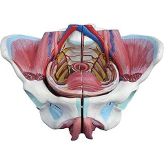 Orgelmodell Uterus-Anatomiemodell, weibliches Beckenmodell mit genitalen Blutgefäßen, mit herausnehmbaren Organen der Bodenmuskulatur der Gebärmutter, für Lehrmittel in der Arztpraxis Anatomiemodell