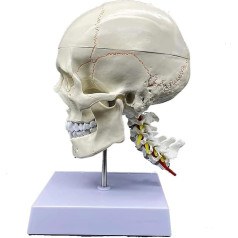 LXHJB Orgelmodell Menschliches Schädel- und Gehirnmodell, anatomisches menschliches Kopfmodell, mit nummerierten Nähten Anatomiemodell