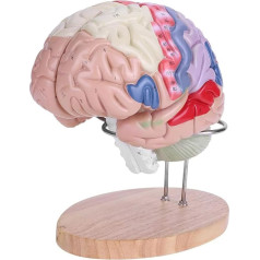 Orgelmodell Neuestes menschliches Gehirnmodell, Schaumstoff-Gehirnmodell mit Farbcodierung für das Lernen von Wissenschaft, Klassenzimmer, Studium, medizinisches Modell Anatomiemodell