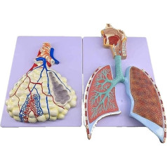 LCKDY Orgelmodell PVC-Material Alveolar-Nasenhöhle Bronchien Lungenlappenmodell Anatomisches Modell des menschlichen Atmungssystems Anatomiemodell