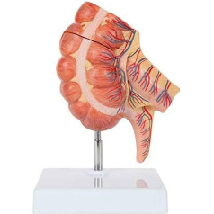 LCKDY Orgelmodell 1,5-Fach lebensgroßes anatomisches Modell für Blinddarm und Blinddarm, menschliches Darmmodell, Organmodell Anatomiemodell