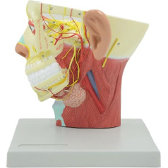 HBgjkrG Orgelmodell Modell des menschlichen Körpers, Gehirnarterie, Blutgefäß, anatomisches Modell, Kopforganmodell mit Nummernschild für das Lehren und Lernen Anatomiemodell