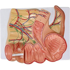 HEAIYB Anatomijas modelis Cecal pielikums Anatomijas modelis PVC materiāls Anatomijas modelis Cilvēka orgānu modelis Mācību palīglīdzeklis gremošanas sistēmas orgānu modeļa mācīšanai