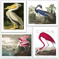 Putni Plakāts Plakāts Drukāt Plakāts Print Art Prints - komplekts sienas mākslas Audubon putnu plakāts Dabas plakāti bioloģijas botānikas zinātnes sienas dekori mājas biroja dekoru (20 x 25 cm)