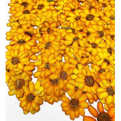 12 pcs Orange Zinnia Real Natural Dried Pressed Flowers for Resin Art Craft DIY