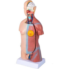 Orgelmodell Modell der menschlichen Organe, Rumpfsystemmodell, Diagramm der Anatomie, Abnehmbarer Unterricht für Medizinstudenten zum Lernen, pädagogische Darstellung Anatomiemodell