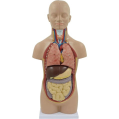 LCKDY Orgelmodell Menschliches Anatomie-Organmodell, Skelettmodell mit abnehmbaren Organen, Lehrmittel, geeignet für Unterricht und Bildung im Klassenzimmer Anatomiemodell