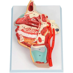 AXSMD Orgelmodell Anatomisch genaues, lebensgroßes Modell des menschlichen Halses für das medizinische Lehren und Lernen Anatomiemodell