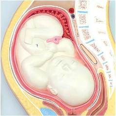 NIVJS Orgelmodell Embryonales Prozessmodell für menschliche Schwangerschaft, befruchtetes Ei, Uterusgewebe, Embryomodell, abnehmbare Rotation für medizinische Ausbildungshilfe Anatomiemodell