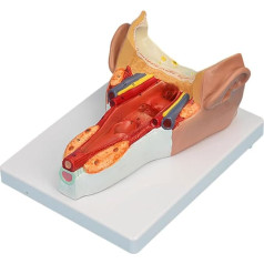 HBgjkrG Orgelmodell Menschliches Rachenmodell, menschliches Organ-Anatomiemodell, 1:1, lebensgroßes Halswand-Muskel-Anatomiemodell für pädagogische Trainingshilfe Anatomiemodell