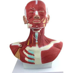 HEAIYB Anatomiemodell Organmodell, Anatomie-Lehrmodell, Kopf- und Gesichtsmuskel-Anatomiemodell für Kunstskizzen, Lehrmittel für plastische Chirurgie Orgelmodell