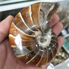 Dekoratīvie dārgakmeņi Dabas pulēta Nautilus gliemežvāku fosiliju Conch Amonīta fosiliju dekorēšanai 300g Natural Crystal Crystal