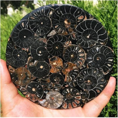 1 gab. reta dabiskā melnā gliemeža gliemeža čaulas fosiliju juras laikmeta fosiliju diska puse atvērta amonīta fosiliju Madagaskaras amonīts + čaulas rāmis dabiskais kristāls (krāsa : 110 mm, izmērs : 1 gab.)