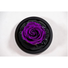 YourRoses® Real Premium Rose in Glass ar skaistu dāvanu kastīti, ilgu izturību un elegantu dāvanu kā mīlestības apliecinājumu, dāvanu no sirds Nobel Purple