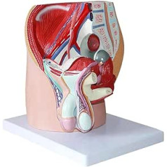 Orgelmodell Menschliches Fortpflanzungsorganmodell, Lehrmodell, 4 Teile, 1:1 Größe, männliches Beckenanatomiemodell Anatomiemodell