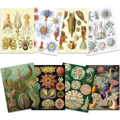 Ernst Haeckel mākslas formas Dabas plāksnes Daba Daba Vintage Dažādas jūras dzīve Bioloģija Art Print Plakāts Home Decor Premium Pack of 8 mākslas formas Dabas plāksnes Daba Vintage Life Bioloģija Mājas dekorēšana