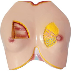 Orgelmodell Präzises anatomisches Modell der weiblichen Brust, professionelle PVC-Lehrmodelle, menschliches Organmodell für Studien, Präsentationen und Lehrzwecke