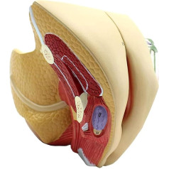 BJQZX Orgelmodell Weibliches internes und externes Genitalmodell, anatomisches Genitalmodell, abnehmbare Rotation für Patientenkommunikationsmodell