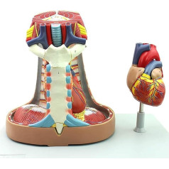 BJQZX Orgelmodell Brustthymus und Mediastinal Medizinisches anatomisches Atmungsmodell Herzmodelle PVC-Material für medizinische Ausbildungshilfe