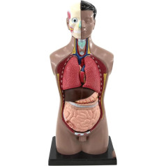 BJQZX Orgelmodell Lehrmodell 3D Abnehmbarer anatomischer menschlicher Torso Körperanatomie Organe Modell für Bildungsspielzeug Menschliche Körperstruktur Unterricht für Kinder, Kinder, Studenten