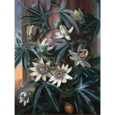 Artery8 Reinagle Blue Passion Flower Temple Flora Thornton Glezniecība Liela Sienas mākslas plakātu drukāšana bieza papīra 18X24 collu Blau Blume Tempel Malerei Wand Poster drucken