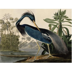 Artery8 Audubon Birds Louisiana Heron glezna liels sienas mākslas plakātu drukāt bieza papīra 18X24 collu putnu varonis glezna sienas plakātu drukas