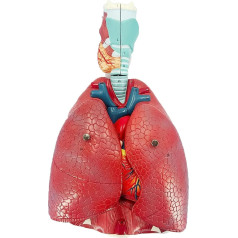 BJQZX Orgelmodell Modell der menschlichen Lunge, Modell des Atmungssystems, Studie mit abnehmbaren Teilen, für medizinische Demonstrationen