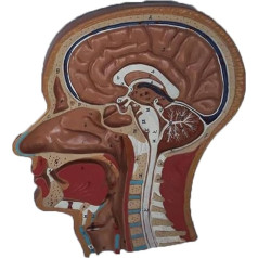 AXSMD Orgelmodell Menschlicher Schädel-Schnittmodell, anatomischer Kopf, medianes Sagittalebenenmodell, lebensgroß für Studienanzeige, medizinisches Lehrmodell Anatomiemodell