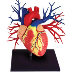 VAKUU Orgelmodell 1:1 Herzanatomiemodell, abnehmbares viszerales Modell, medizinische Geräte, für naturwissenschaftliches Klassenzimmer, Studium, Anzeige, Lehren, medizinisches Modell Anatomiemodell