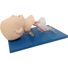 BJQZX Orgelmodell PVC-Demomodell für den Atemwegsmanagement-Trainer für die oronasale Intubation bei Neugeborenen, als Ausstellungsmodell für den naturwissenschaftlichen Schulunterricht