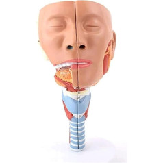 BJQZX Orgelmodell Modell der Nasen-Mund-Rachen-Höhle, anatomisches Modell des menschlichen Rachenmuskels und des Kehlkopfes, lebensgroß für den medizinischen Studienunterricht