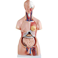 LXHJB Orgelmodell Menschliches Organ, geschlechtsloser Torso, Modell der menschlichen Skelettanatomie, abnehmbar, für medizinische Demonstrationen Anatomiemodell