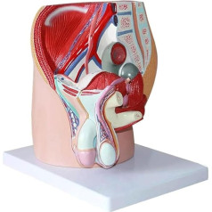 BJQZX Orgelmodell Menschliches Fortpflanzungsorganmodell, Lehrmodell, 4 Teile, 1:1 Größe, männliches Beckenanatomiemodell