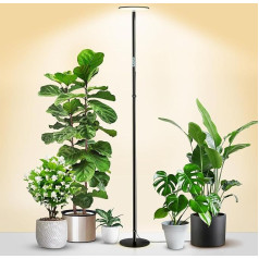 chiphy Augu lampa, 175 cm, 40 W