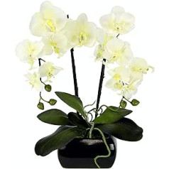 Orchid in pot