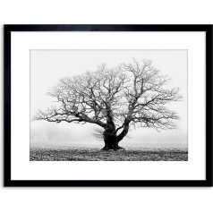 9x7'' OAK TREE B&W MIST FOG FRAMED ART PRINT PICTURE MOUNT PHOTO F97X634