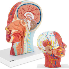 3D anatominis žmogaus galvos ir kaklo modelis, mastelis 1:1