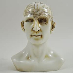 Phrenologie-Kopf, weißer Marmor-Harz, einzigartige Heimdekoration, traditionelles, medizinisches Zubehör, 15 cm hoch