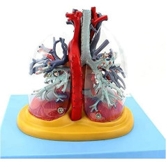 VAKUU Orgelmodell Anatomisches Modell des menschlichen Herzens, internes Atmungssystem, transparentes Baummodell, zur medizinischen Demonstration Anatomiemodell