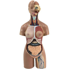 BJQZX Orgelmodell Modell der menschlichen Organe, Rumpfsystemmodell, Diagramm der Anatomie, Abnehmbarer Unterricht für Medizinstudenten zum Lernen, pädagogische Darstellung