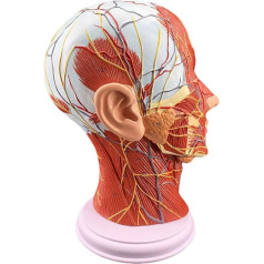 HEAIYB Anatomiemodell Modell der menschlichen Anatomie 1:1 Modell der oberflächlichen Nerven und Blutgefäße des menschlichen Kopfes Orgelmodell