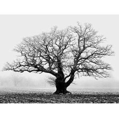 Wee Blue Coo Old Oak Tree Black White Mist Fog Foto Māksla Liels mākslas drukāt Plakāts Sienas dekori 18 x 24 collas