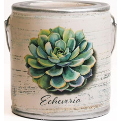 Ароматическая свеча A Cheerful Giver Farm Fresh Succulent Echeveria Cashmere 20 oz