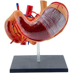 SUCHUANGUANG Reālistisks 4D kuņģa anatomijas modelis medicīnas apmācībai un studijām. 4D kuņģa anatomijas kuņģa modelis ar detalizētām etiķetēm