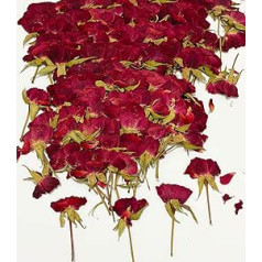 12 pcs Red Rose with Stem Real Natural Dried Pressed Flowers for Resin Art Craft DIY