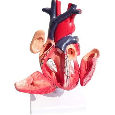 BJQZX Orgelmodell Anatomisches Herzmodell, internes Modell des medizinischen Kreislaufsystems, für naturwissenschaftliches Klassenzimmer, Studium, Anzeige, Unterricht, medizinisches Modell